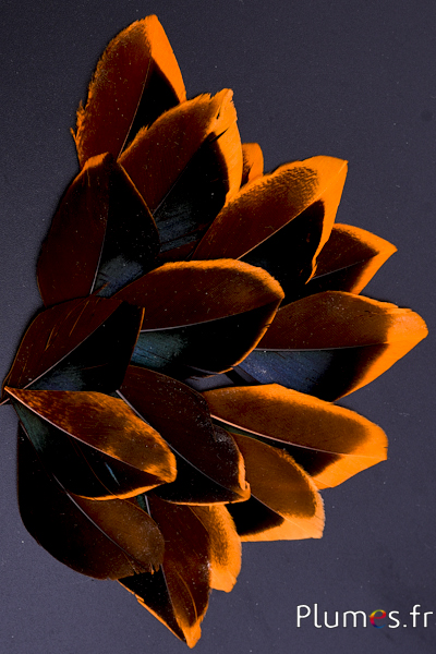 Pétales en plumes - 5-8 x 3-4 cm - orange-noir